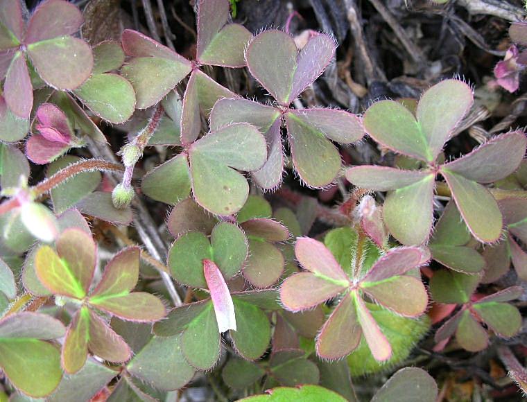 Oxalis stricta